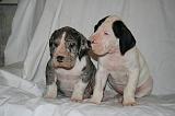 DOGUE ALLEMAND 722